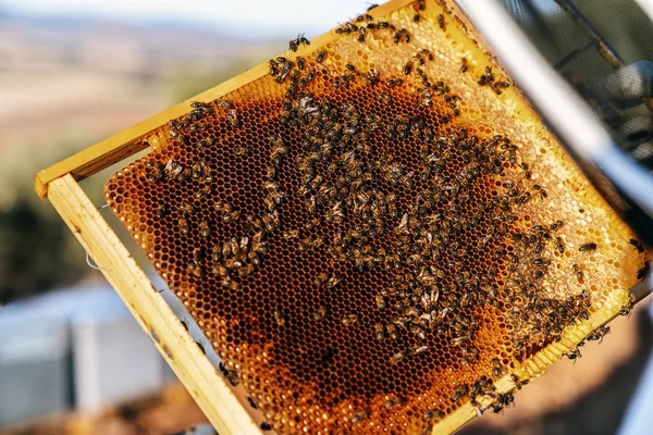 养蜂人采蜜 — 图库照片