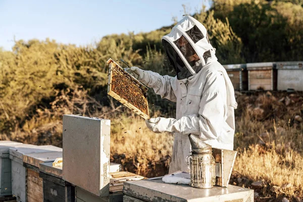 De imker die werkt verzamelt honing. Bijenteeltconcept — Stockfoto