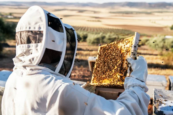 L'apicoltore che lavora raccoglie il miele — Foto Stock