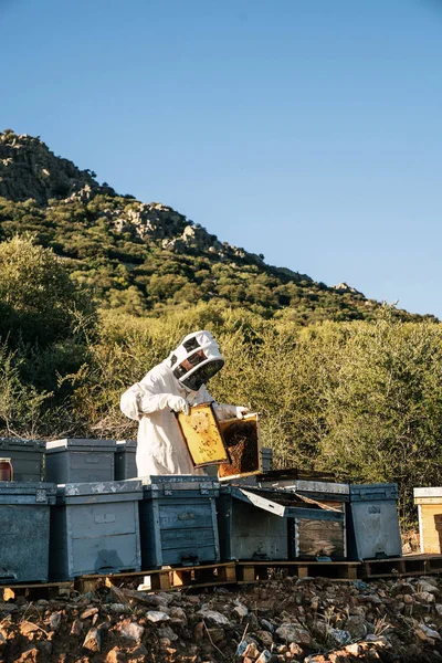 Bijenhouder werkt verzamelen honing — Stockfoto