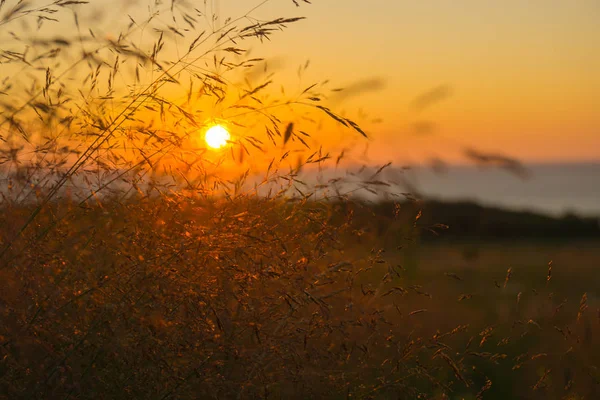 Parlak, zengin turuncu deniz günbatımı, çayır otları ince ve zarif peçe ile vurdu.