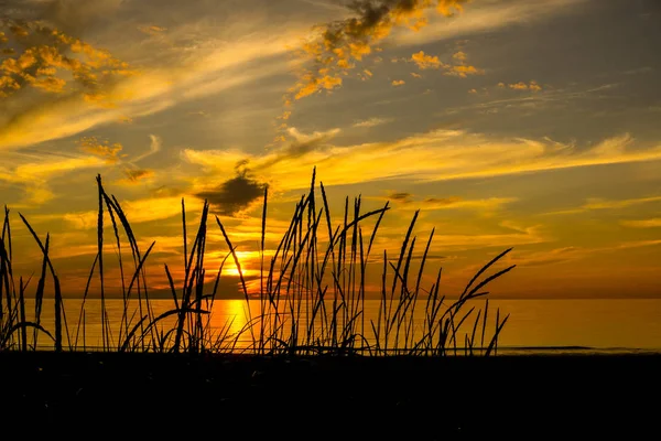 Pitoresk deniz günbatımı, zengin sarı ve turuncu renk ile dolu. Ön planda çim kulak zarif siyah siluetleri vardır.