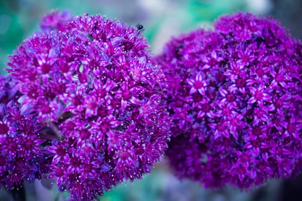 Zümrüt bir arka plan üzerinde parlak-mor çiçek. Önümüzdeki bir top şeklinde ve birçok küçük çiçeklerden oluşur. Yakın çekim yansıma.
