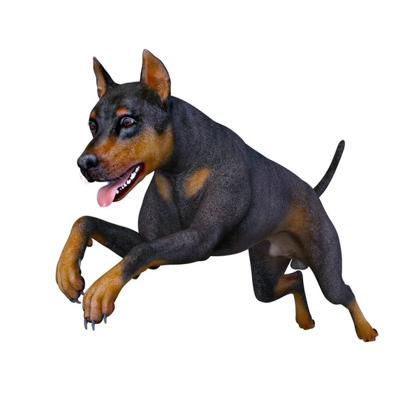 Doberman Renderowania Doberman — Zdjęcie stockowe