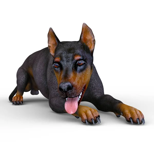 Doberman Renderowania Doberman — Zdjęcie stockowe