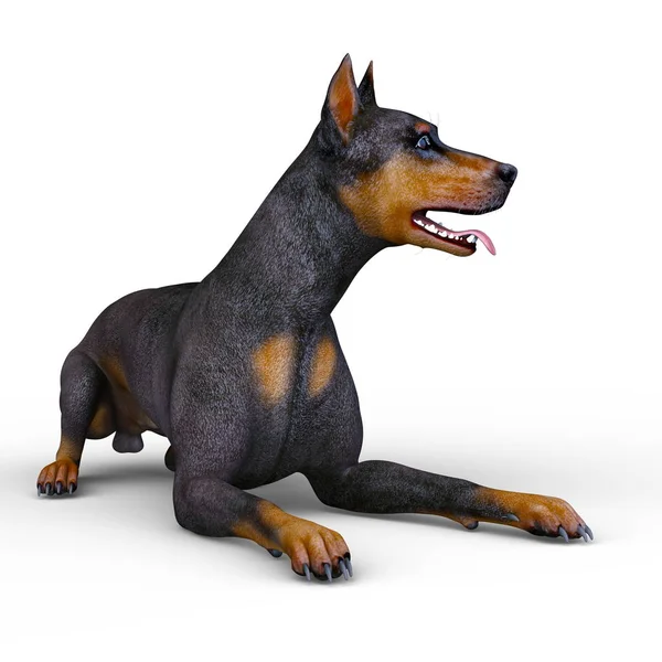 Doberman Renderização Doberman — Fotografia de Stock