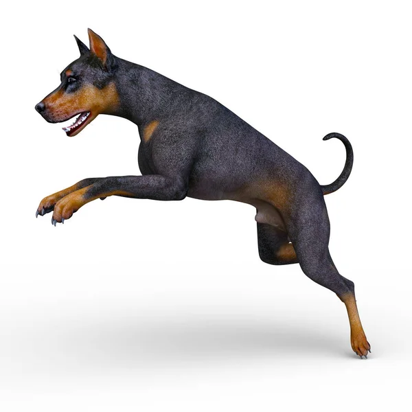 ドーベルマン犬のドーベルマン のレンダリング — ストック写真