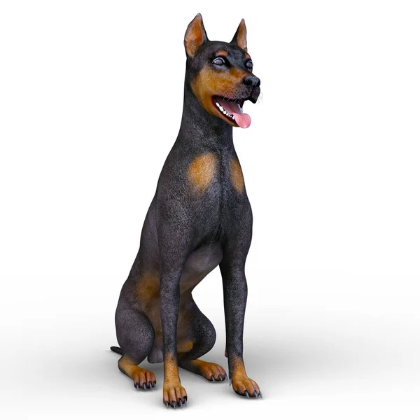 ドーベルマン犬のドーベルマン のレンダリング — ストック写真