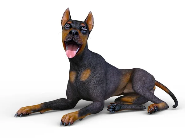 Bir Doberman Doberman Render — Stok fotoğraf