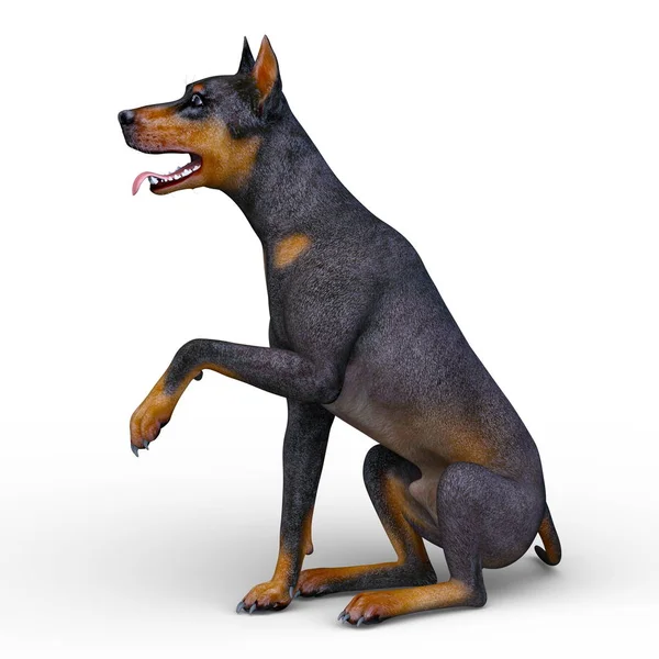 Doberman Renderowania Doberman — Zdjęcie stockowe