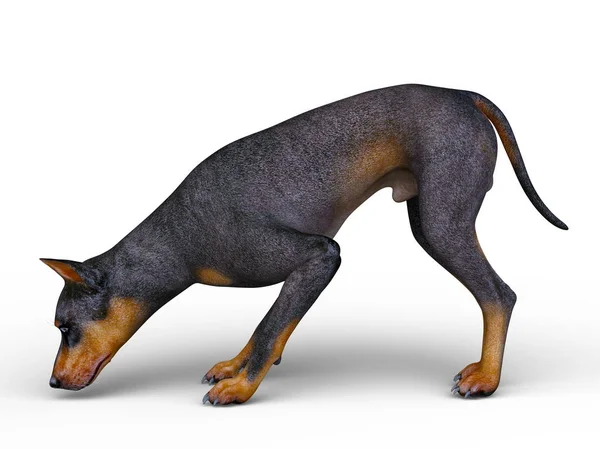 Doberman Renderowania Doberman — Zdjęcie stockowe