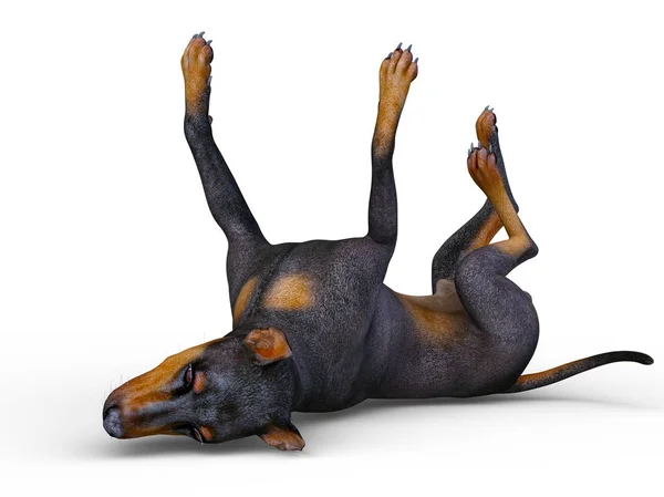 Bir Doberman Doberman Render — Stok fotoğraf