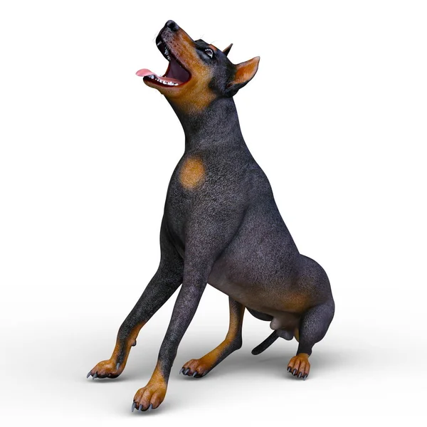 Doberman Renderowania Doberman — Zdjęcie stockowe