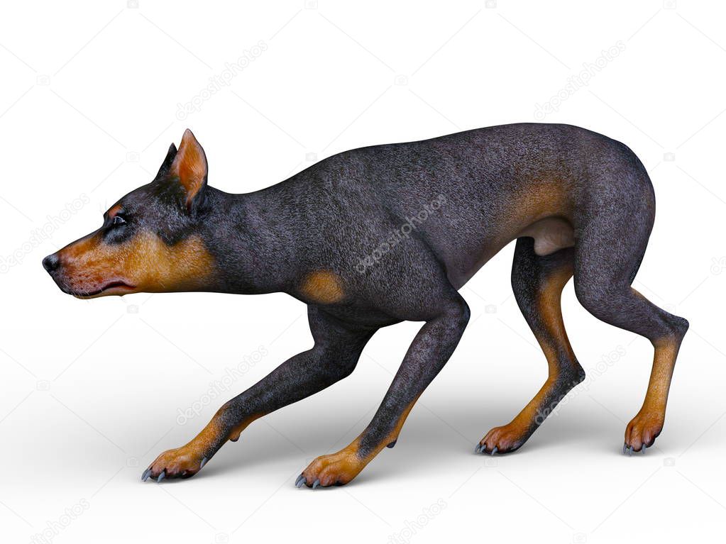 Doberman/3D CG rendering of a doberman.