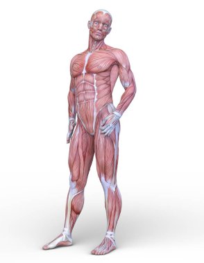 Erkek yatıyordu figürü / 3d Cg işleme bir erkek yatıyordu figür.