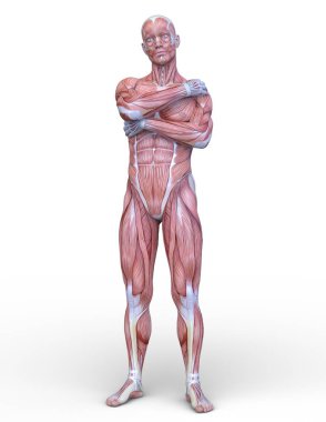 Erkek yatıyordu figürü / 3d Cg işleme bir erkek yatıyordu figür.