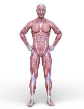 Erkek yatıyordu figürü / 3d Cg işleme bir erkek yatıyordu figür.