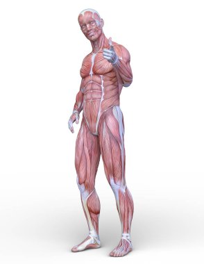 Erkek yatıyordu figürü / 3d Cg işleme bir erkek yatıyordu figür.