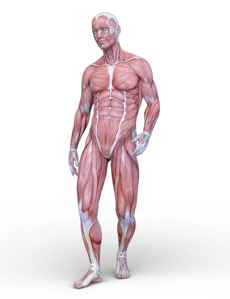 Lelaki Awam Figure Rendering Dari Figur Awam Laki Laki — Stok Foto