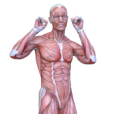 Erkek yatıyordu figürü / 3d Cg işleme bir erkek yatıyordu figür.