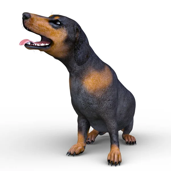 Dachshund Render Bir Dachshund — Stok fotoğraf