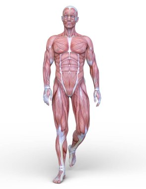 Erkek yatıyordu figürü / 3d Cg işleme bir erkek yatıyordu figür.