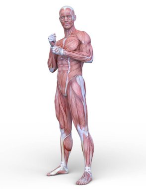 Erkek yatıyordu figürü / 3d Cg işleme bir erkek yatıyordu figür.