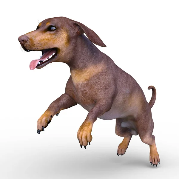 Rendering Dachshund Bassotto — Foto Stock