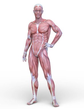 Erkek yatıyordu figürü / 3d Cg işleme bir erkek yatıyordu figür.