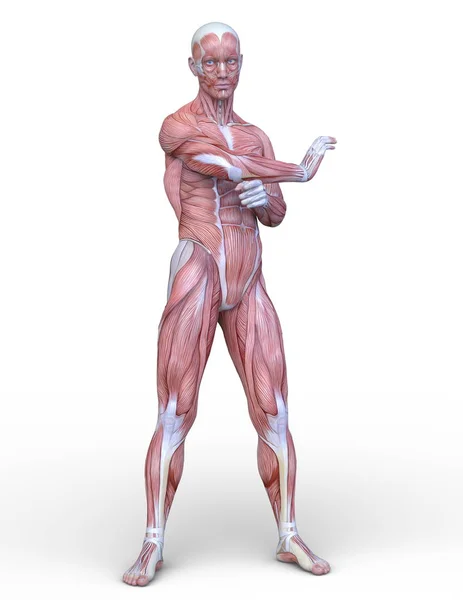 Male Lay Figure Rendering Male Lay Figure — Stock Photo, Image