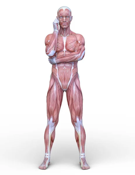 Male Lay Figure Rendering Male Lay Figure — Stock Photo, Image