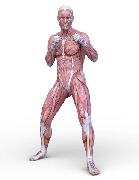 Male Lay Figure Rendering Male Lay Figure — Stock Photo, Image