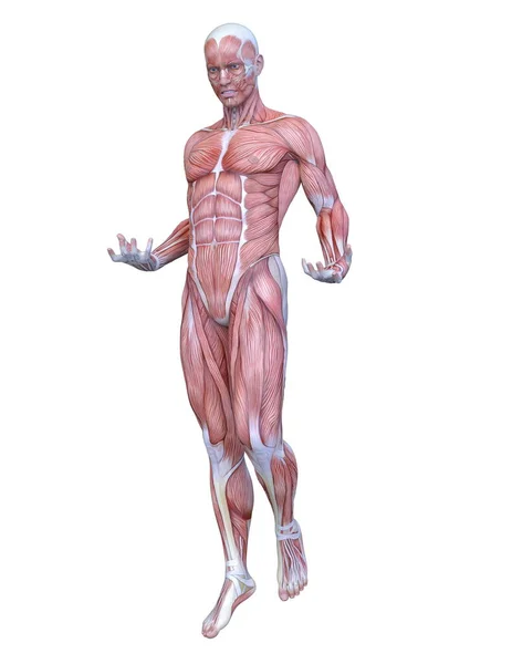 Male Lay Figure Rendering Male Lay Figure — Stock Photo, Image