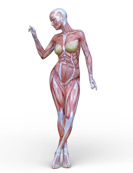 Muskel Kvinna Rendering Muskel Kvinna — Stockfoto
