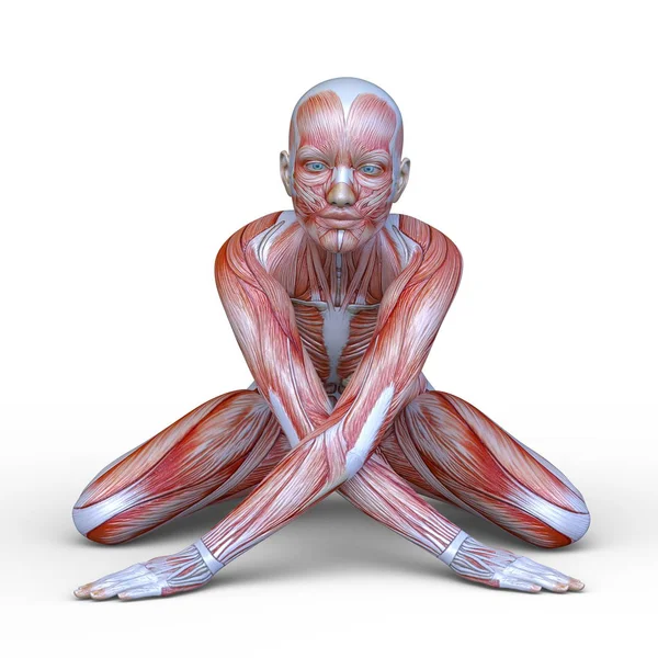 Muscle Woman Rendering Muscle Woman — Stock Photo, Image