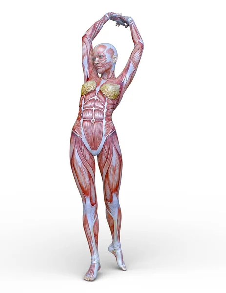 Muscle Woman Rendering Muscle Woman — Stock Photo, Image