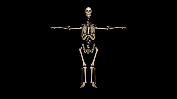 Рендеринг Скелета — стоковое видео