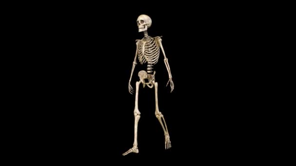 骨格の のレンダリング — ストック動画