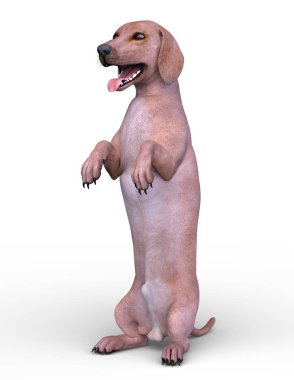 köpek 3D cg render