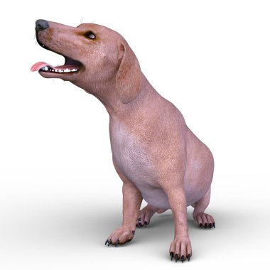 köpek 3D cg render