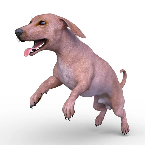 Köpek Render — Stok fotoğraf