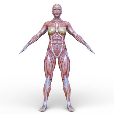 Kas kadının 3D cg işleme