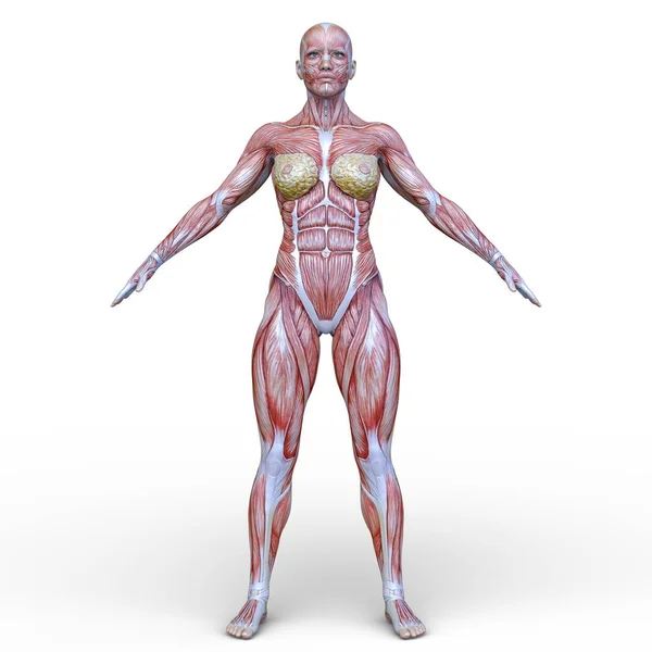 Renderowania Mięśni Kobiety — Zdjęcie stockowe