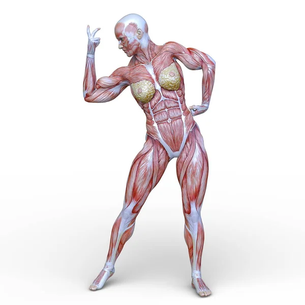 Rendering Muscle Woman — Stock Photo, Image