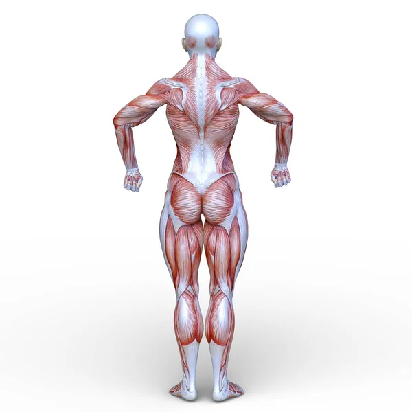 Rendering Muscle Woman — Stock Photo, Image