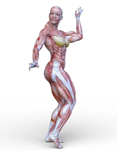 Renderização Mulher Muscular — Fotografia de Stock