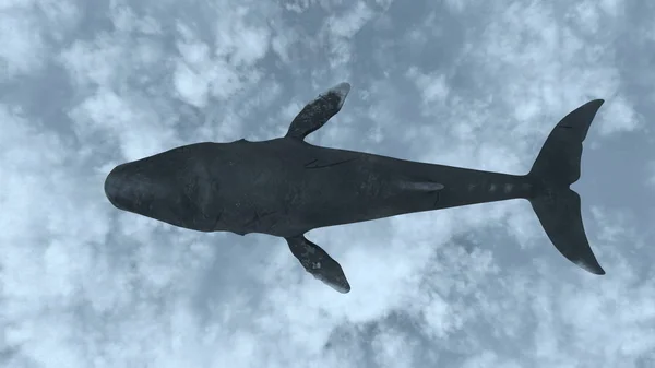 Rendering Flying Whale — Stock Photo, Image