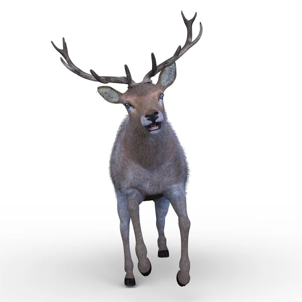 Rendering Deer — Stock Photo, Image