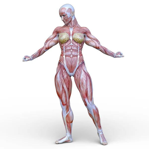 Rendering Muscle Woman — Stock Photo, Image