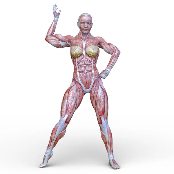 Rendering Muscle Woman — Stock Photo, Image